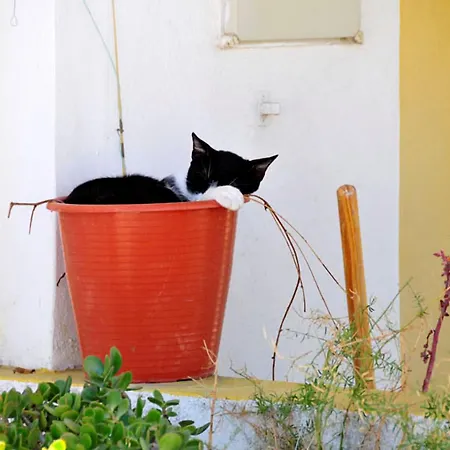 Da Colina 3 Bedrooms Sea Views A Few Minutes Walk To The Villa *